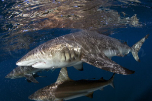 Good Old Black Tips, never a dull moment by Allen Walker 